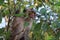 Close-up photo of one brown-haired macaque resting on a tree in rich nature, Thailand.