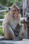 Close-up photo of one brown-haired macaque resting on a tree in rich nature, Thailand.