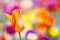 Close up photo of orange and red tulip, macro shot of bud in garden. It is beautiful nature background with flower and blurred