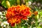 Close-up photo of orange Tagetes flower (marigold)