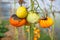 Close up photo of organic tomatoes infected by Phytophthora infestans, selective focus