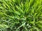 A close-up photo of a paddy cultivation.