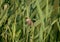 Close-up photo of a paddyfield warbler