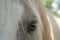 A close up photo of a palomino horses eye and mane.