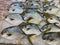 Close up photo of pampus argenteus fish for sale at seafood market