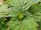 Close-up photo of patchouli plant leaves at a farm in Magelang, Central Java, Indonesia on October 19, 2021