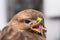 Close-up photo of a pigeon hawk with the mouth  opened