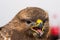 Close-up photo of a pigeon hawk with the mouth  opened