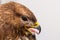 Close-up photo of a pigeon hawk with the mouth  opened