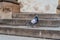 A close up photo of pigeon on stairs of a church