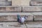 A close up photo of pigeon on stairs of a church