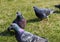 Close-up Photo of pigeons on alley. Dove over the grass. Pigeons in the city. Birds series
