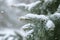 A close-up photo of a pine tree covered in snow, showcasing the beauty of winter, A close up of a pine tree branch covered in snow