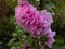 Close-up photo of pink fresh peonies in the garden