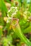 Close up photo of pitcher plants