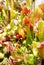 Close up photo of pitcher plants