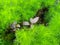 close-up photo of a plant with green stems, commonly called a dogfennel plant or eupatorium