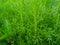 close-up photo of a plant with green stems, commonly called a dogfennel plant or eupatorium