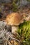 Close up photo porcino edible boletus macro mushroom brown cep. Delicious gourmet cep