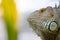 Close-up photo portrait of a big lizard reptiles Iguana