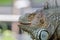 Close-up photo portrait of a big lizard reptiles Iguana