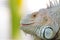 Close-up photo portrait of a big lizard reptiles Iguana