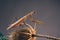 Close- up photo Praying mantis on a dry plants.