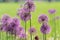 Close-up photo of purple allium blossom