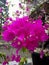 Close up photo of purple bougainvillea flower that growing in the pot.