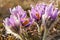 Close up photo - purple greater pasque flower - Pulsatilla grandis - wet from morning dew growing in dry grass