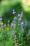 Close up photo of purple lavander flowers blooming in garden.