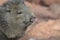 Close up photo of a qwild javelina boar