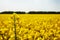 Close-up photo of rapeseed bloom with blurred field and forest b