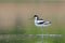 Close-up photo of a rare Pied Avocet with a long thin beak curved upwards.