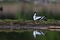 Close-up photo of a rare wader with a long thin beak curved upwards on nest with eggs