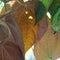 close-up photo of red betel leaf with texture