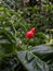 close-up photo of red chili