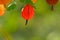 Close-up photo of red gooseberry