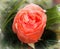 Close up photo of the red rose flower, symbol of love