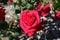 Close up photo of a red rose that`s just opened