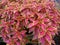 close-up photo of red and yellow miana leaves