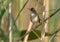 Close-up photo of a reed warbler