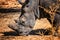 A close up photo of rhino, rhinoceros head in Senegal, Africa. It is wildlife animals photo. His horn is cut off