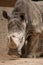 A close up photo of a rhino\'s head, horn and eye