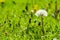 Close-up photo of ripe dandelion. White flowers in green grass. Closeup of fluffy white dandelion