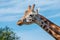 Close up photo of a Rothschild Giraffe