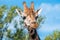 Close up photo of a Rothschild Giraffe