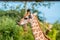 Close up photo of a Rothschild Giraffe