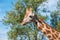 Close up photo of a Rothschild Giraffe