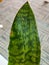 Close up photo of Sansevieria leaf.